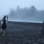 Photo Horse training