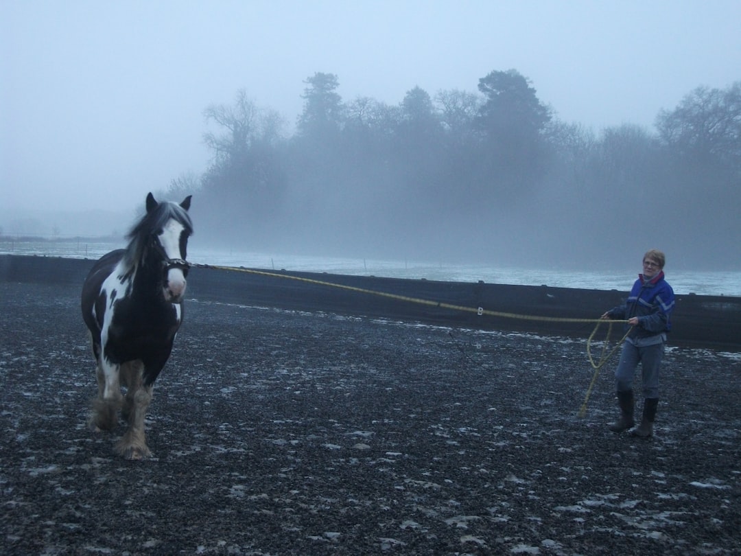 Photo Horse training