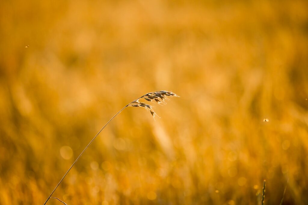 Photo grass seeds