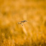 Photo grass seeds